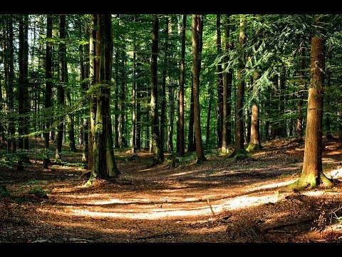 Video: Stāsts par neatkārtojamo Rozu Bertīnu, kura iekaroja leģendārās Marijas Antuanetes sirdi