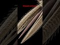 under microscope #music #mosquito proboscis at 1500x# microscopic world #shorts #science #education