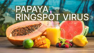 Papaya ringspot virus