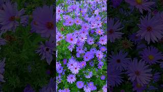 Beautiful Aster Flower Plants Beautiful Flowers
