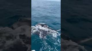Huge Manta ray￼