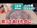 ニトリのペット用クッション購入したが…