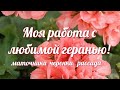 Пересадка черенков пеларгонии. Каким удобрением подкормить герань. Когда пересаживать рассаду.