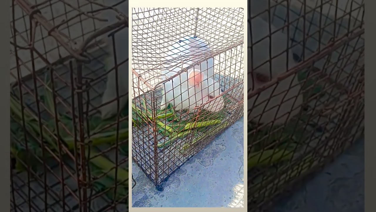 meet my fluffy  bird cuties Rabbit 