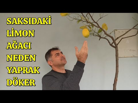 Saksıdaki Limon Ağacının Bakımı Nasıl Yapılır