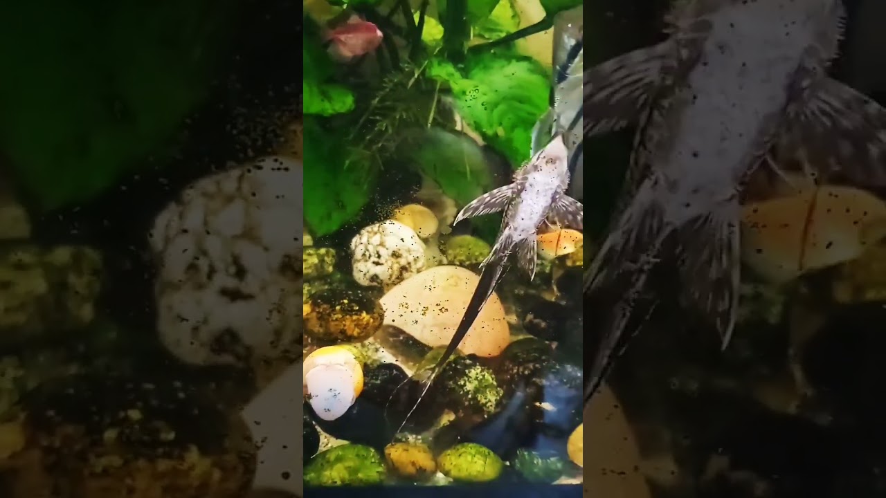 Лучший чистильщик и ликвидатор меланий 