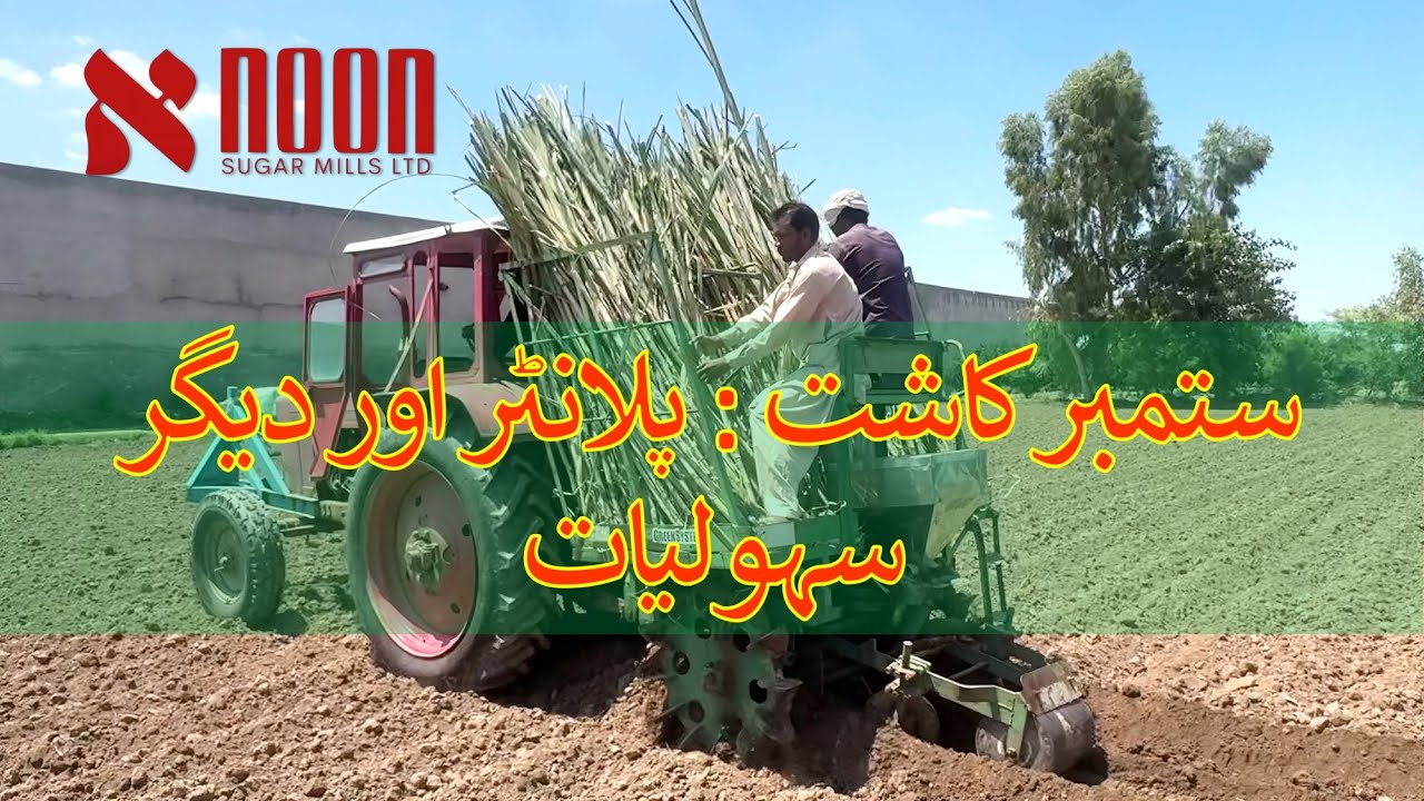بیج، کھاد اور پلانٹر — گنے کی کامیاب کاشت کا مکمل فارمولا نون شوگر ملز کے ساتھ