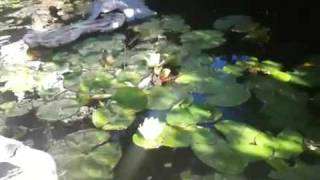 Qik - Koi Garden Pond at Va de Vi in Walnut Creek by John Deneen