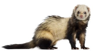 Keeping Ferrets As Pets Pros Cons