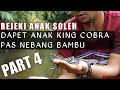 TEBANG BAMBU MALAH NEMU ANAK KING COBRA/EXPEDISI BATAS NEGARA INDONESIA/MALAYSIA