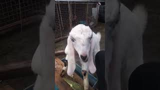 Good Morning 🌞 baby goat eating #goat #morning #shorts #viral #trending