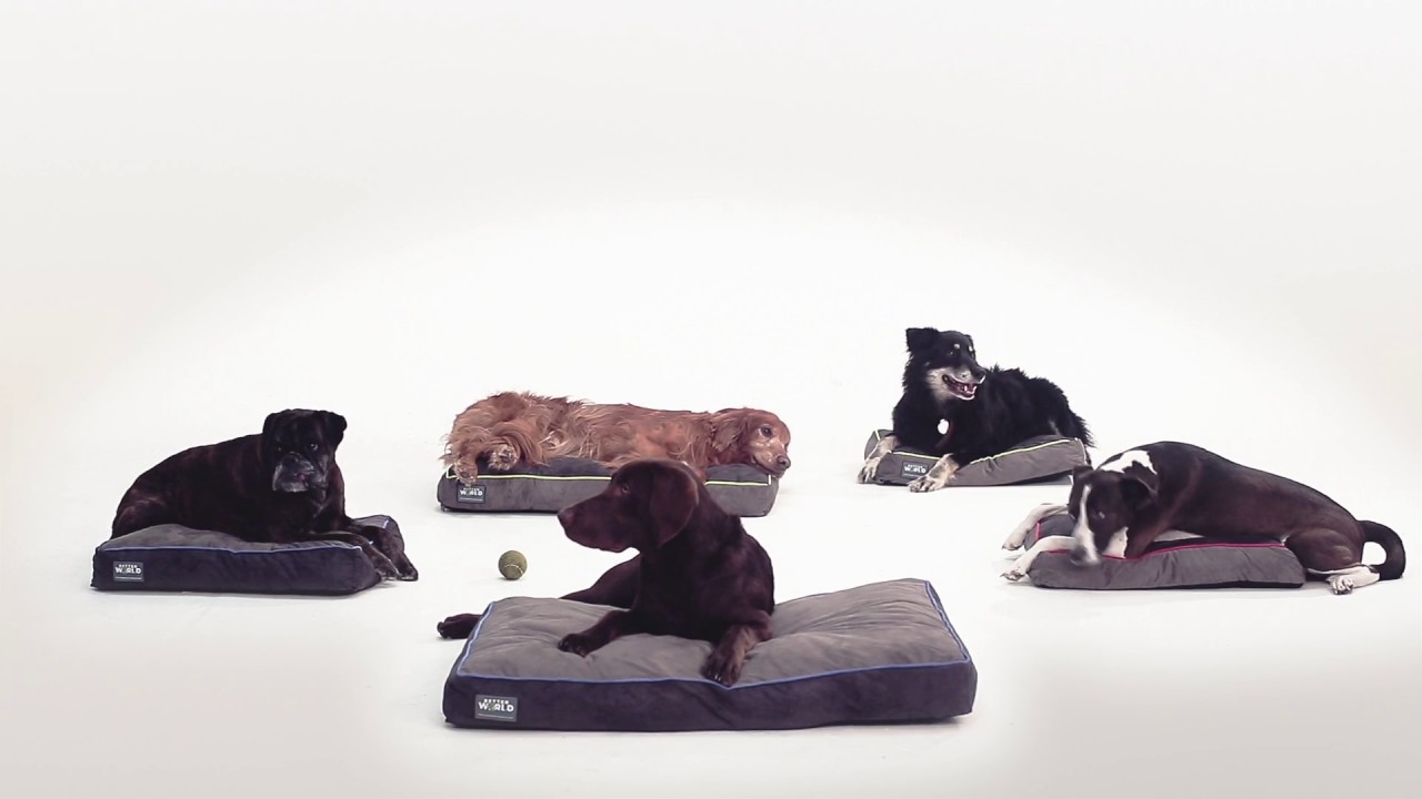 video editing software free Dogs Chilling on Better World Pets Orthopedic Memory Foam Dog Beds