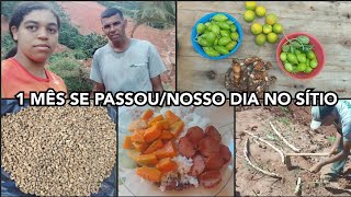 1 MÊS SE PASSOU/NOSSO DIA NO SÍTIO FIZEMOS COLHEITAS E PLANTAMOS CANA VIVENDO UM DIA DE CADA VEZ