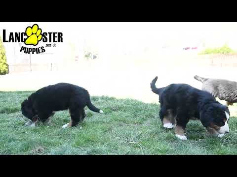 Beautiful Bernese Mountain Dog Puppies