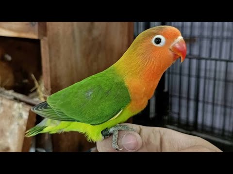 Video: Grüner geflügelter Macaw