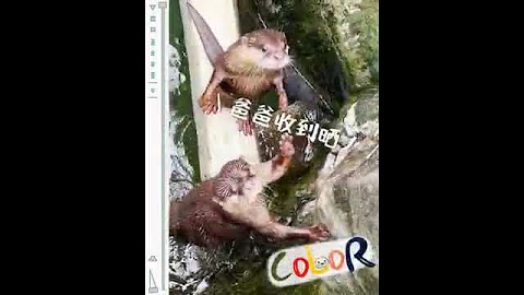 【#動物小記 COLOR】父親節快樂！ - 天天要聞