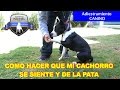 COMO ENTRENAR A MI PERRO 5. "COMO SE SIENTA Y DA LA PATA"