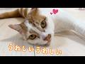 甘え方が独特な猫トロしゃん