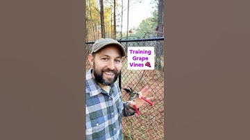Training and pruning grape vines #shorts #grapevine #pruning #fruittrees #fruit #growyourownfood