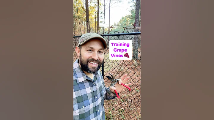 Training and pruning grape vines #shorts #grapevine #pruning #fruittrees #fruit #growyourownfood