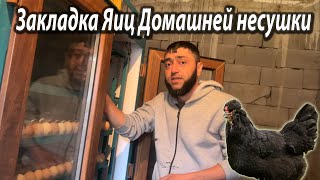 Закладка Яиц/Готовимся к Осенним продажам