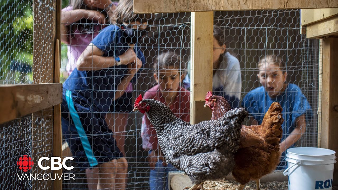 North Vancouver class pioneers school-based poultry project