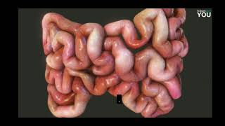 Insanin Hezm Sistemianimasiya