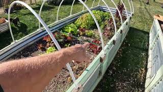Turning Your Raised Bed into a Mini Greenhouse!