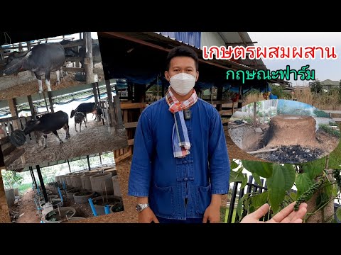 ควายไทยสร้างรายได้ Ep.186 เสี่ยเบิ้มเจ้าของบริษัทรับเหมาก่อสร้างกับเส้นทางเกษตรผสมผสาน