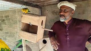 Sun conure parrot birds#viral #video by Birds Lover  77 views 2 months ago 22 seconds