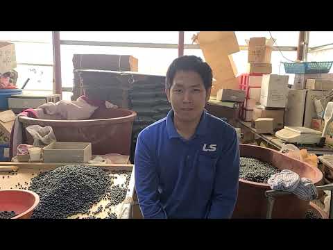 <strong>홍성군</strong> 농업기술센터에서 추천한 청자5호 서리태콩 01056224605 소진시까지 주문 받습니다