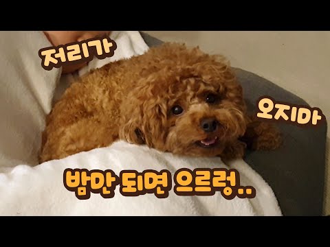 <strong>밤만</strong> 되면 주인에게 으르렁거리는 강아지에게 무슨 사연이 있을까?