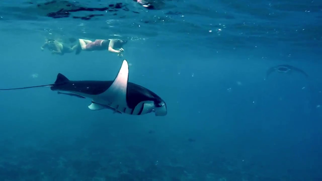 snorkeling manta ray safari in nusa penida
