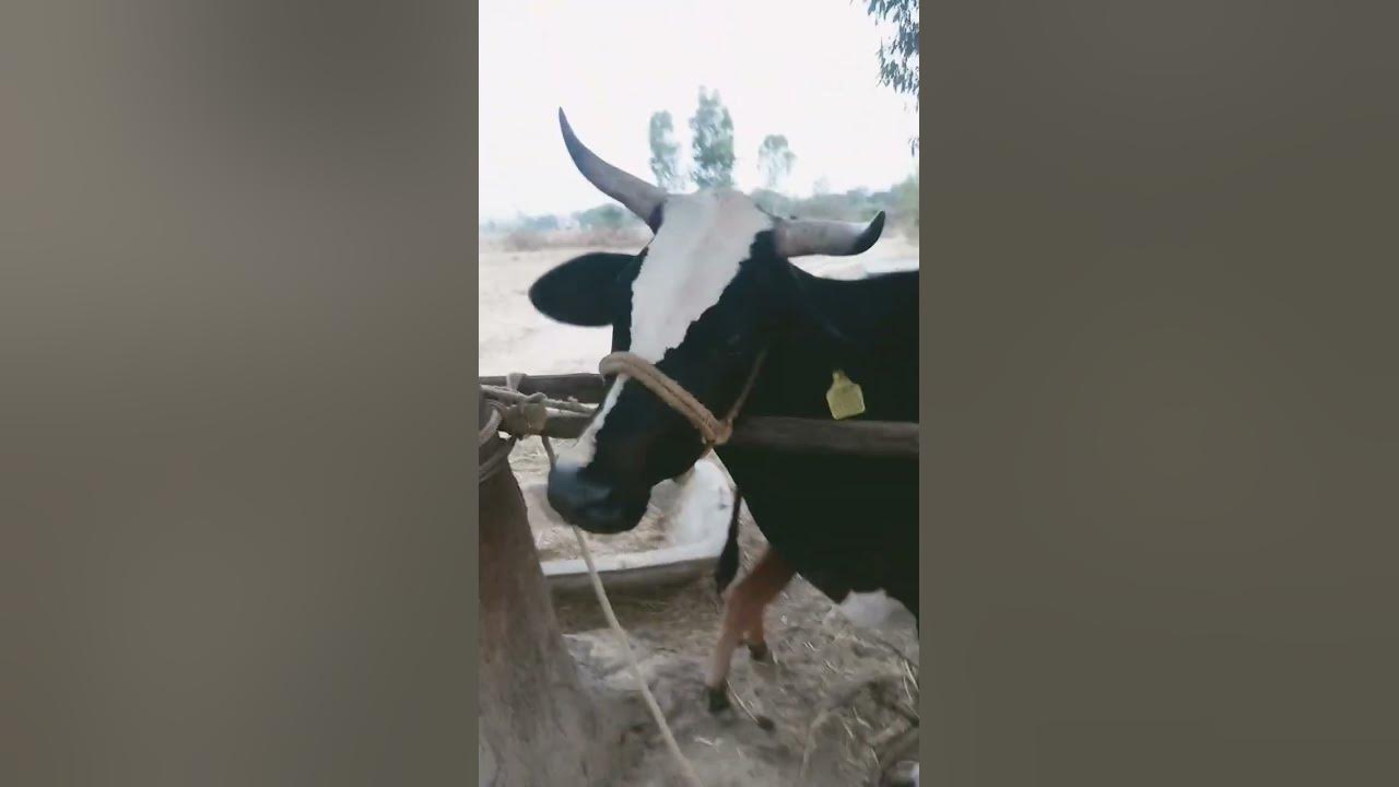 mera-kali-gay-dudh-de-rahi-he-youtube