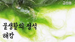 [물생활의 정석 -03]  해캄 / 실이끼