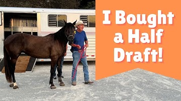 I Bought a Half Draft! (Episode 221) - Herm Gailey: A Lifetime with Horses