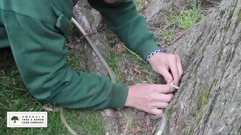 Tree Inoculation - Dutch Elm Disease