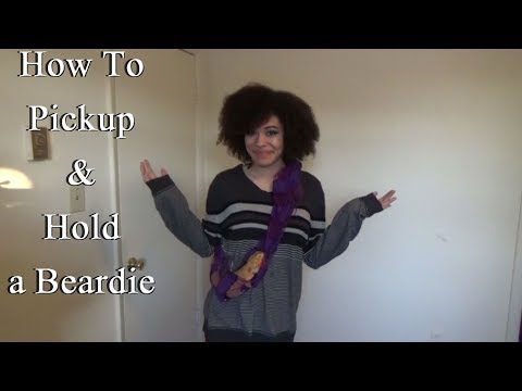 How To Pickup & Hold a Bearded Dragon