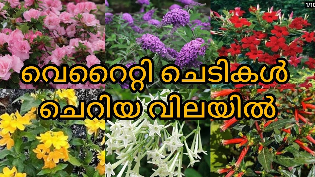 അടിപൊളി flowering plants no.9605488633
