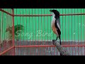 Ngetetan Santai Dijamin Cendet Lain Langsung Ngiri Dan Langsung Ikut Gacor Silahkan Dicoba Mp3 - Mp4 Download