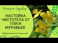 Как избавится от ТЛИ, МУРАВЕВ, ТРИПСЫ без химии | Чистотел против тли | Чистотел уничтожает тлю.