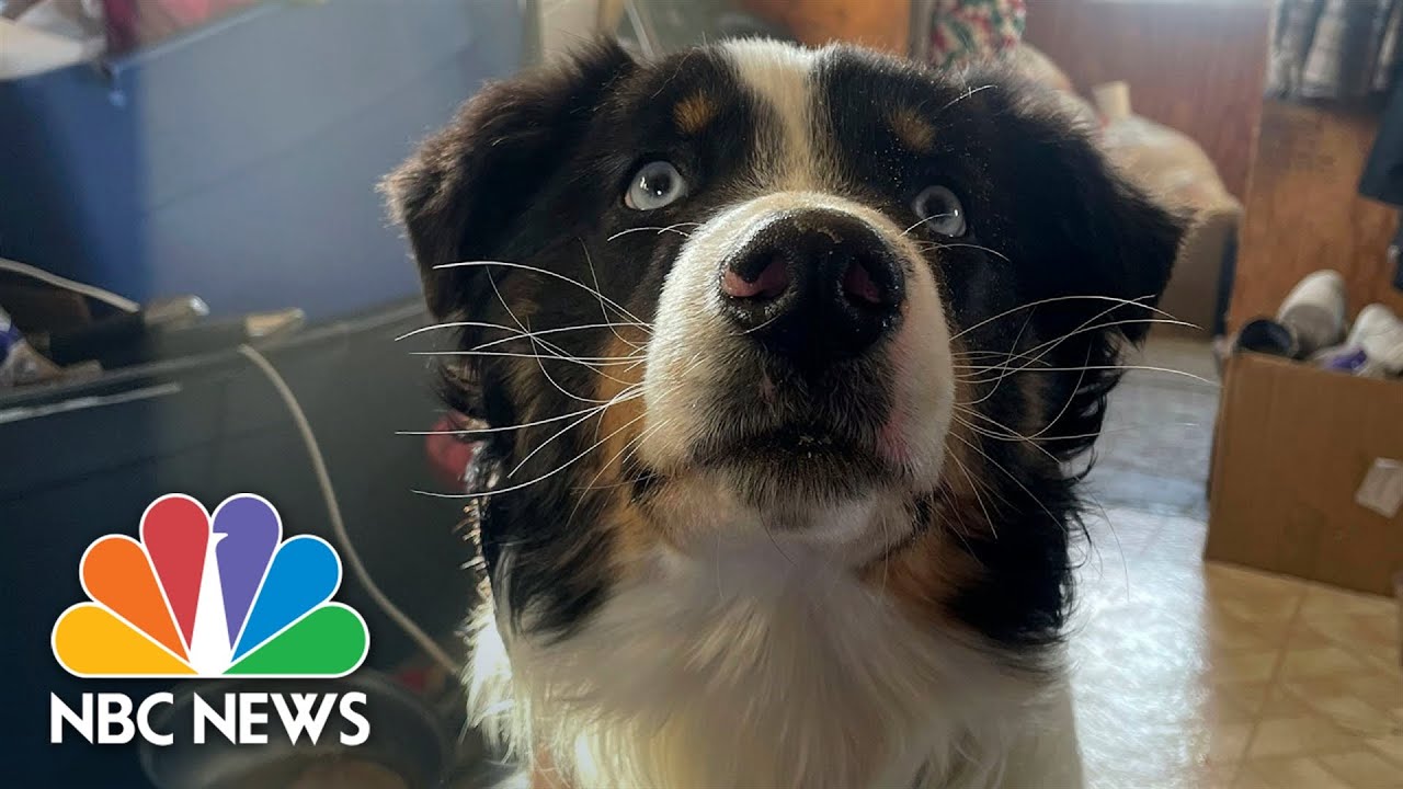 Watch: Nanuq the Australian shepherd reunited with owners after Alaska trek