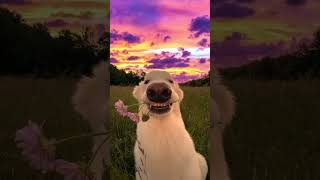 Look At Dis Dawgy Dog cred  marvelousworld0 On Tt