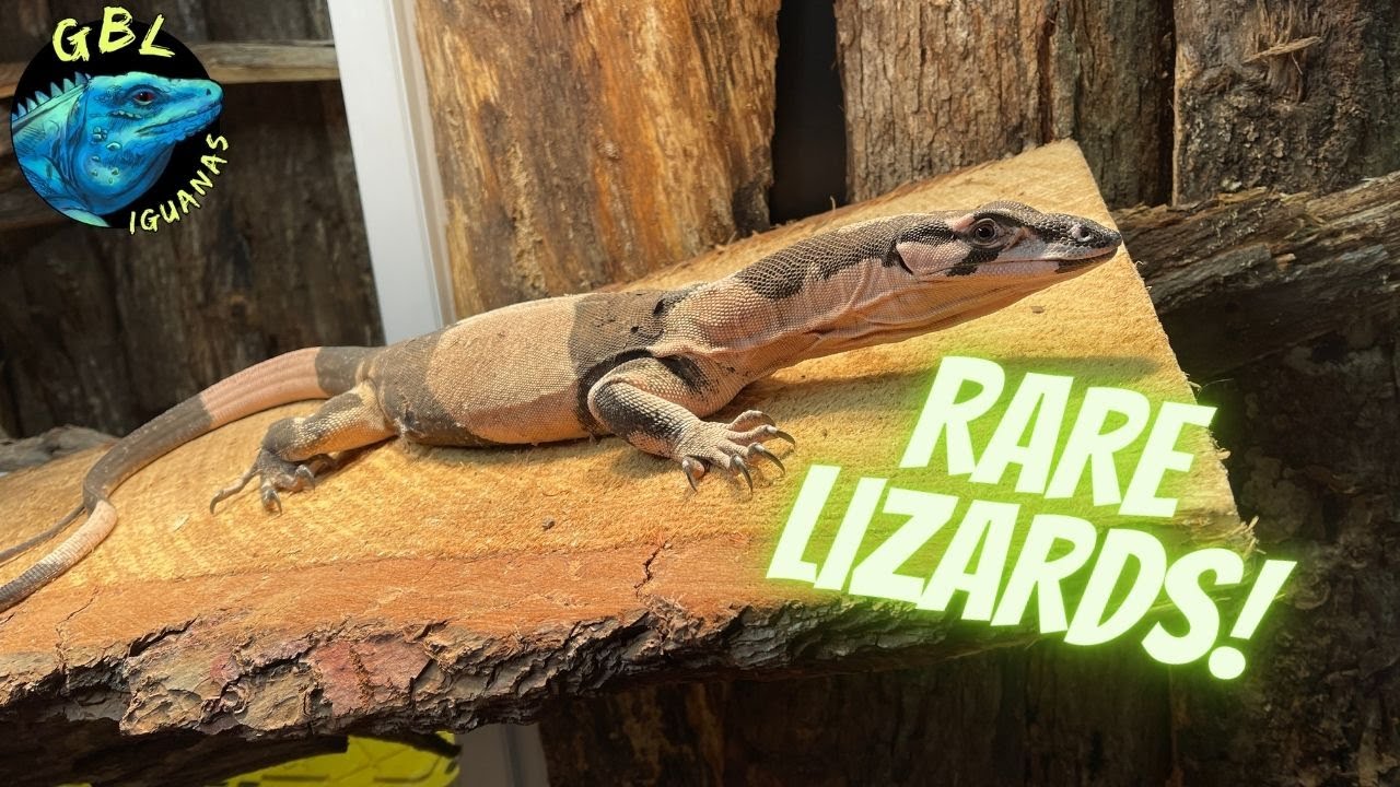 RIDICULOUS CAGE UPGRADE FOR THESE SUPER RARE LIZARDS!