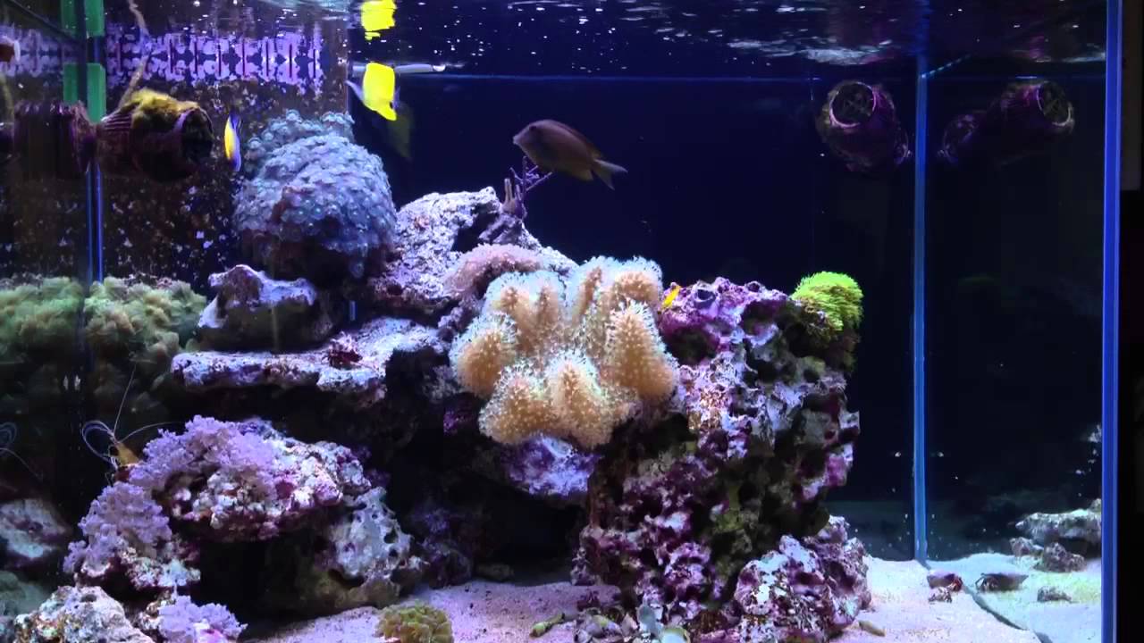 75g Marine reef system - YouTube