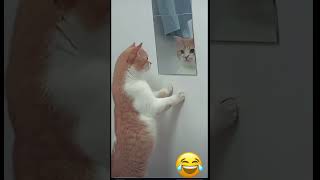 Cat Video Cat Voice Cat Sound Cat Meowing