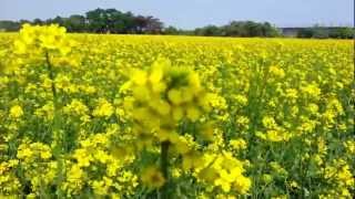 油麻菜子園記事