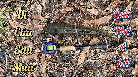 Câu cá lóc - Tranh thủ đi câu sau mưa và cái kết …