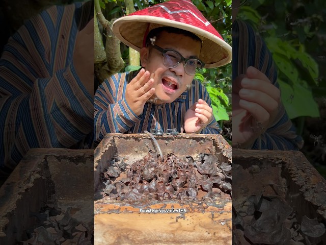 ASMR Drinking Wild Stingless Bee Honey Pots - 116 🍯🐝 #shorts