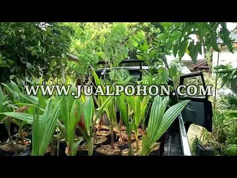 Jadikan Pohon Srikaya Jumbo Bagian dari Kebun Anda (Proses Kirim)